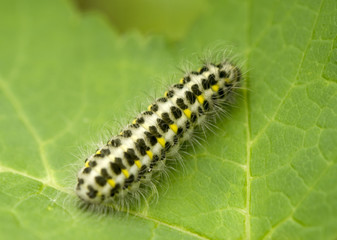 caterpillar