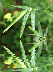 bambou sous la mousson