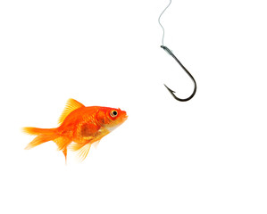 single goldfish facing empty hook