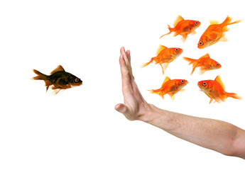 hand discriminating black goldfish - obrazy, fototapety, plakaty
