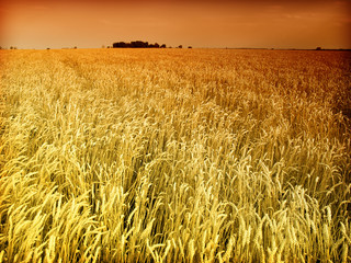 Obraz premium golden wheat in sunset