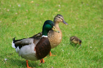 Entenfamilie aus Erpel Ente und Küken 