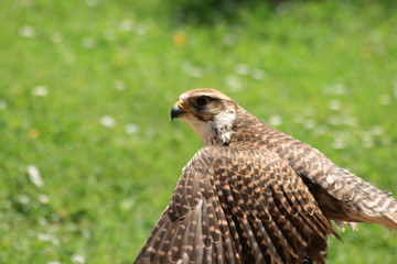 Falke