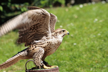 Falke in einem Vogelpark bei der Vorführung 