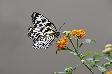 A butterfly from the side