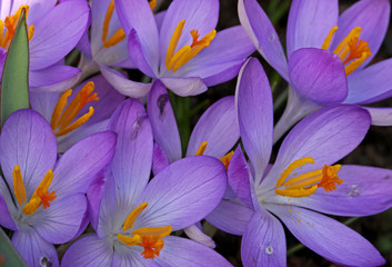 Krokusse, geöffnet, Frühjahr