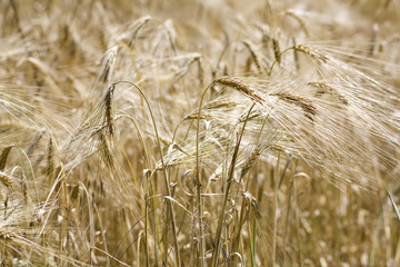 Ears of barley in a field