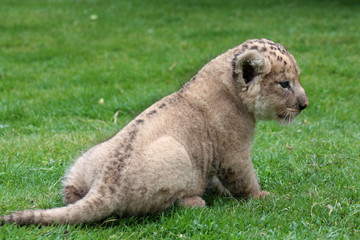 Löwenbaby