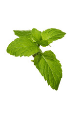 green mint leaves plant