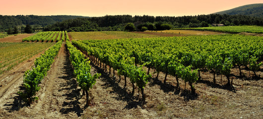 Fototapeta na wymiar Stitched Panorama de vignoble provençal