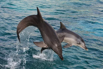 Schilderijen op glas Dolfijnen springen uit het water © Duncan Noakes