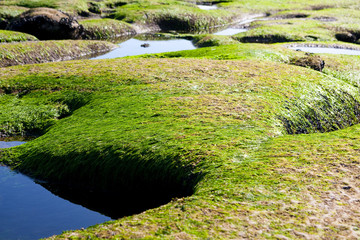 Algae on rocks