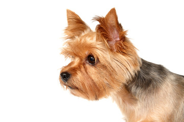 Portrait of the Yorkshire Terrier