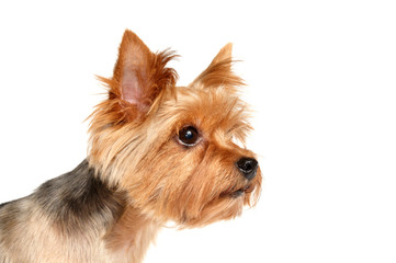 Portrait of the Yorkshire Terrier
