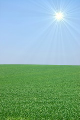 Fototapeta premium green landscape