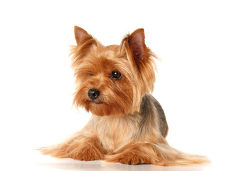 The Yorkshire Terrier lying on white background