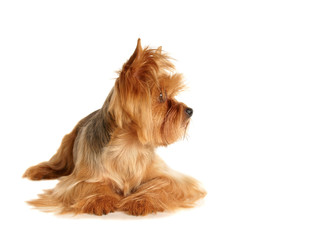 The Yorkshire Terrier lying on white background
