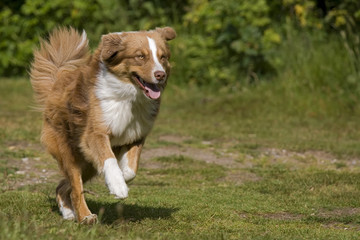 Australian Shepherd Hund braun