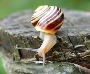 Small snail in garden