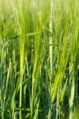 Obraz premium green ear wheat