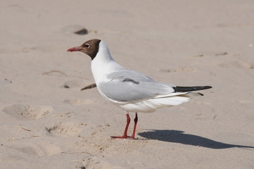 Lachmöwe am Strand