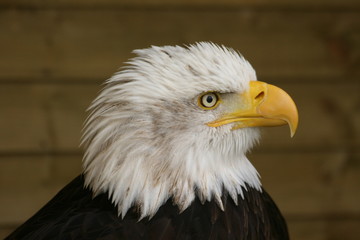 Eagle