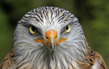 Der hypnotisierende Blick des Rotmilan