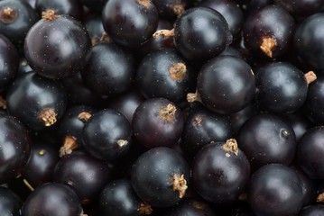 Black currants closeup