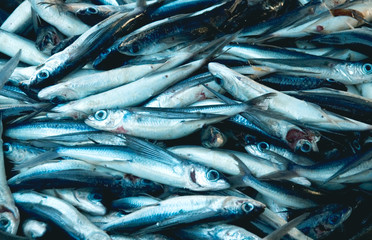 Fototapeta premium Flying fish