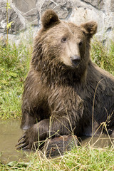 Obraz na płótnie Canvas Wild Bear Cooling In Water