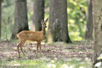 Chevreuil