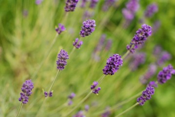 champs de lavande