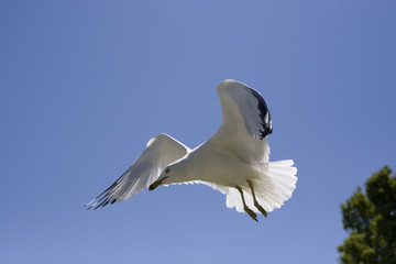 Seagull riding the warm air currents.