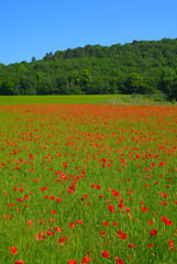 champ de coquelicots 2