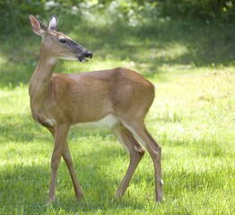 female deer