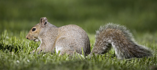 squirrel on green
