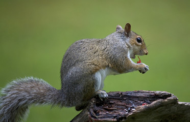 eating squirrel
