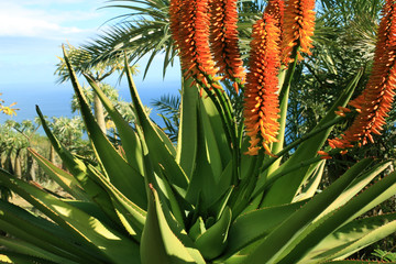 aloe buchlohii