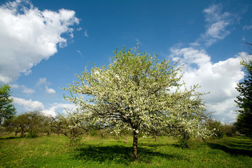 Fototapeta na wymiar Apple tree in blossom