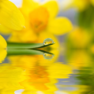 wet flowers
