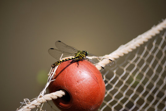 libellule sur un filet
