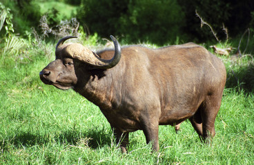 African buffalo, Samburu Game Reserve, Kenya