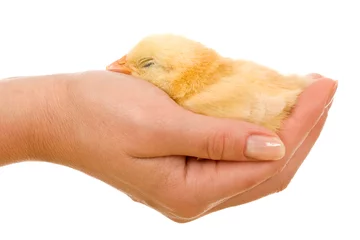 Selbstklebende Fototapete Hähnchen Sleeping little chicken in hand