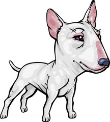 Dog Breeds: Bull Terrier