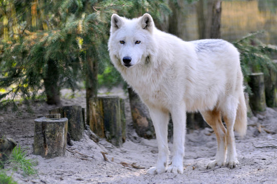 Gros plan d'un loup blanc d'arctique