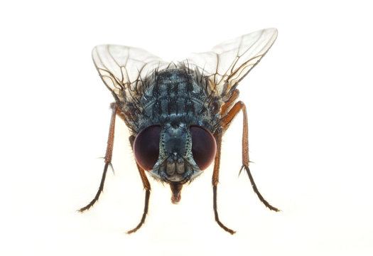 Fliege