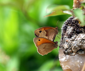 Obraz premium couple de papillons