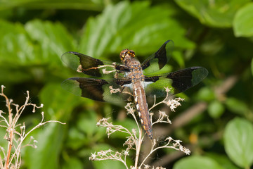 Twelve Spotted Skimmer