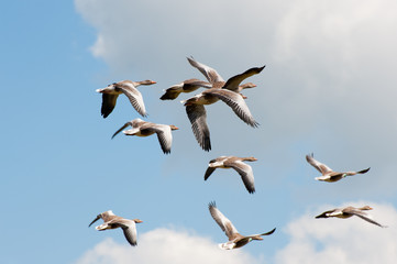 Gooses