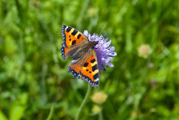 Kleiner Fuchs_01